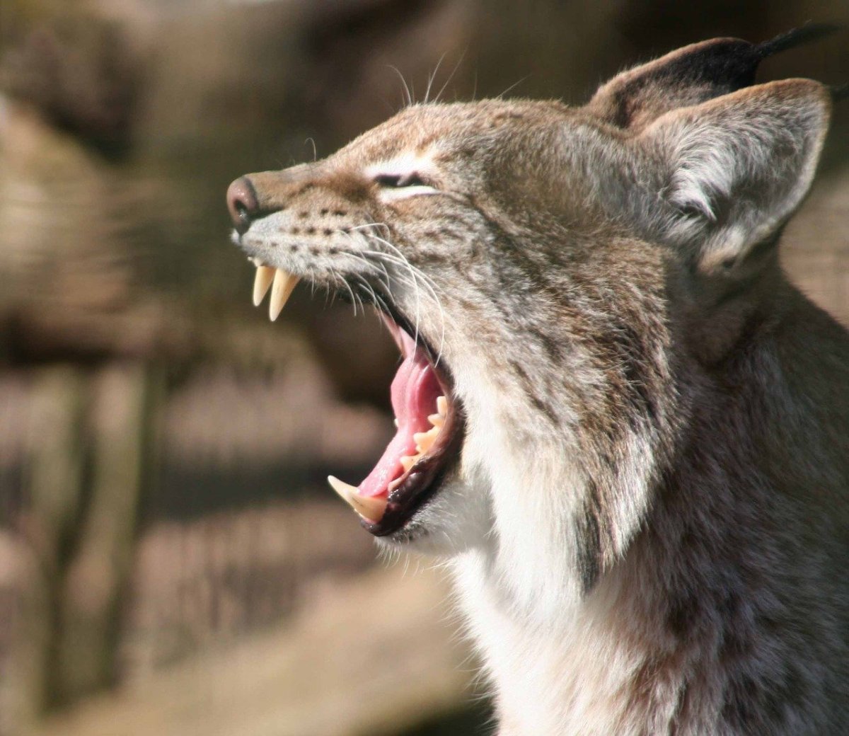 Рысь рычит