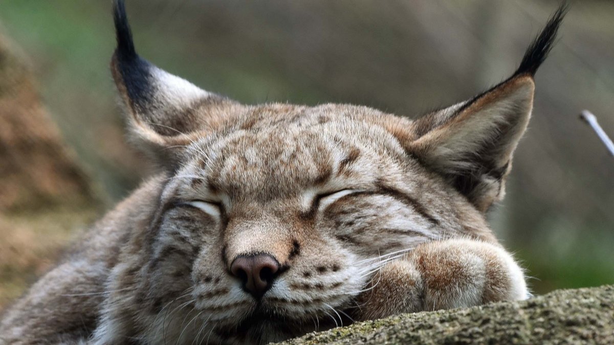 Довольная Рысь