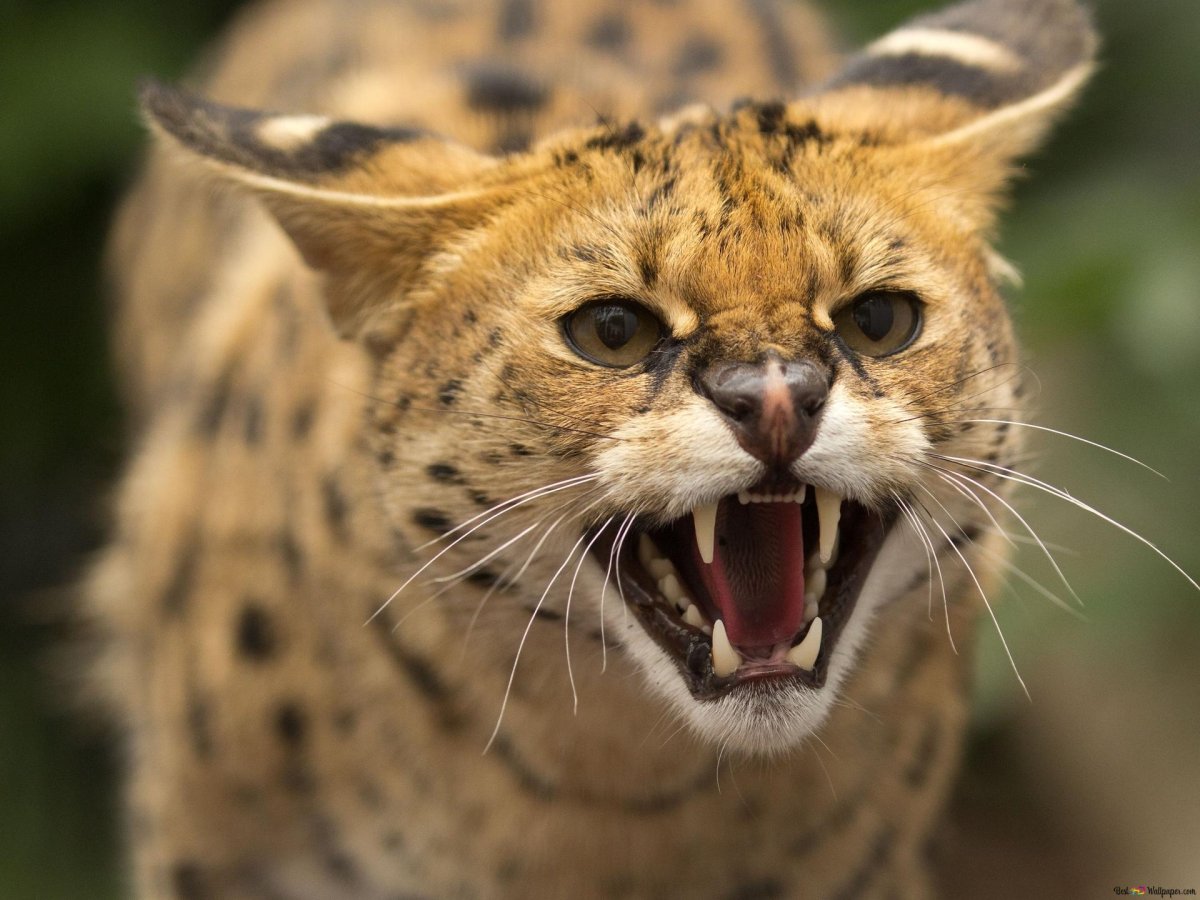 Роман Дикие рыси