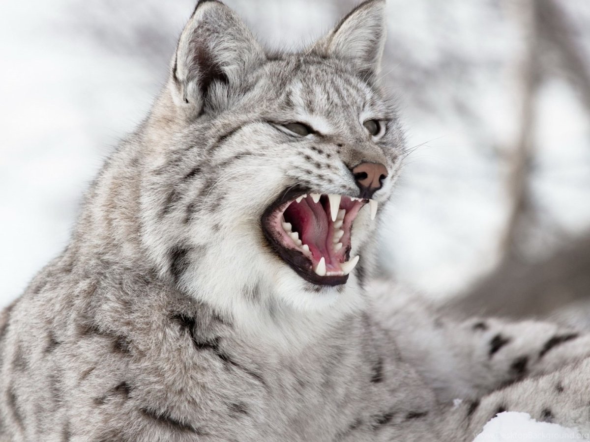 Рысь зевает