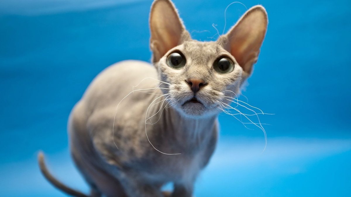 Лысые кошки на рабочий стол