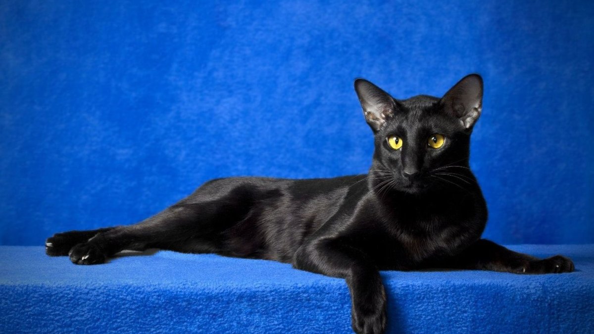 Ориентальный кот грузин