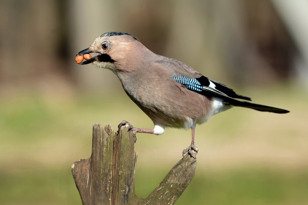 Сойка Подмосковная