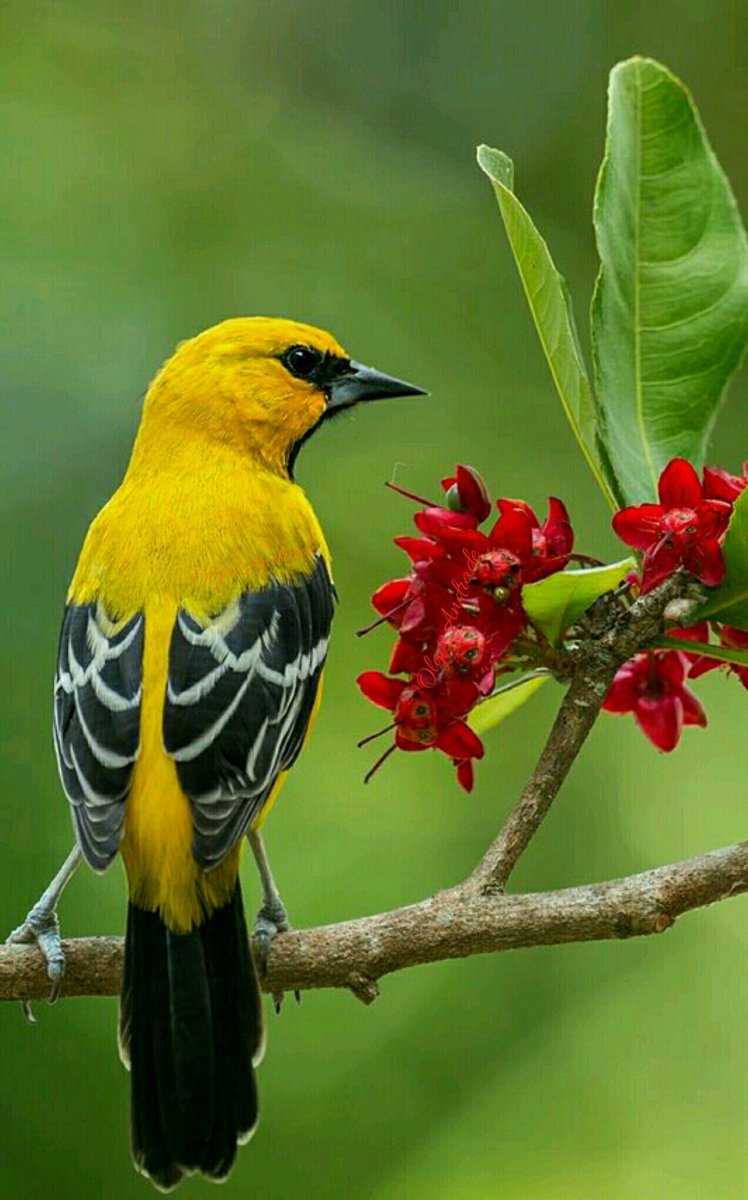 Трупиал черногорлый желтый