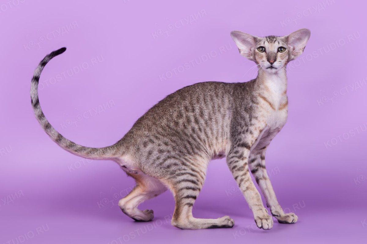 Ориентальная кошка