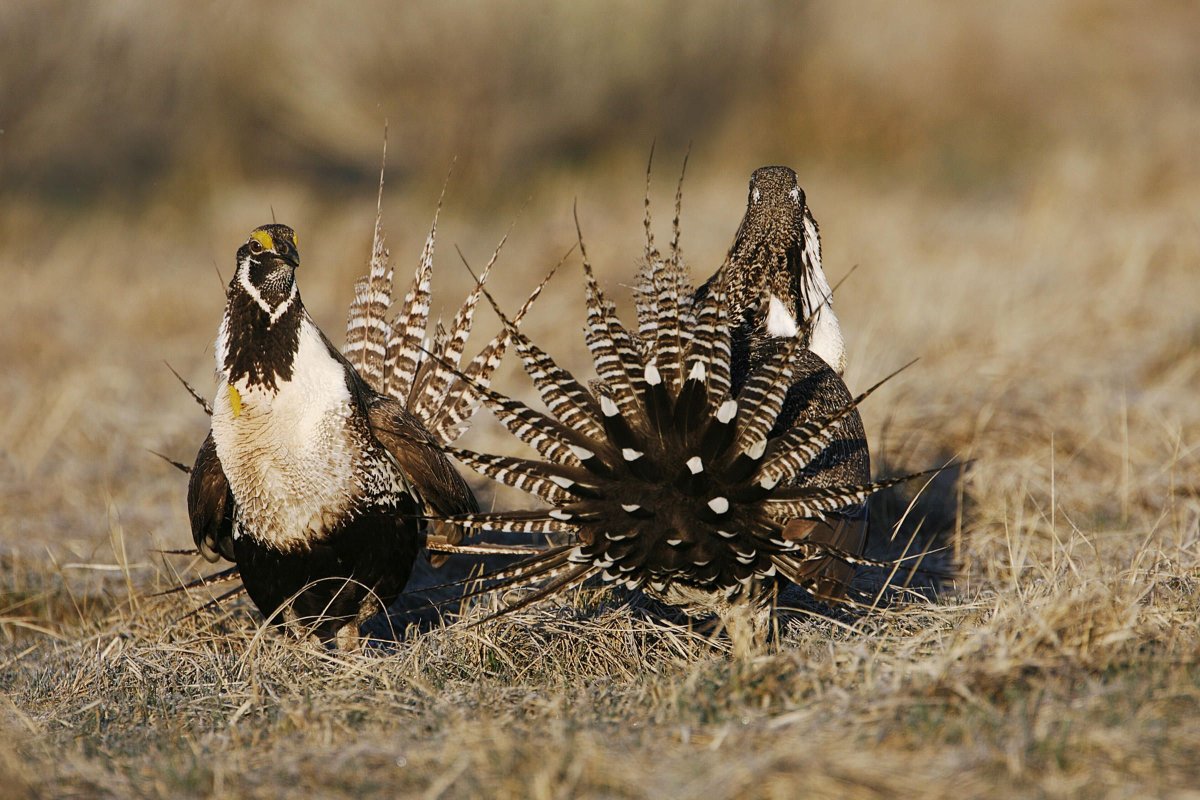 Альпийские тетерева
