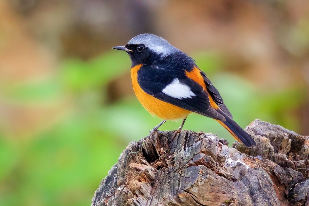 Горихвостка зимует