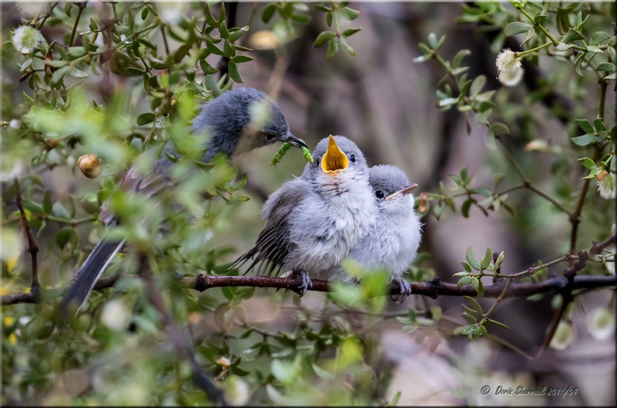 Птица с птенцами