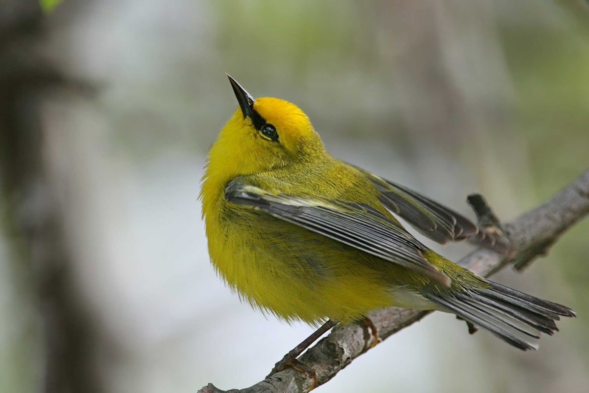 Лимонный певун