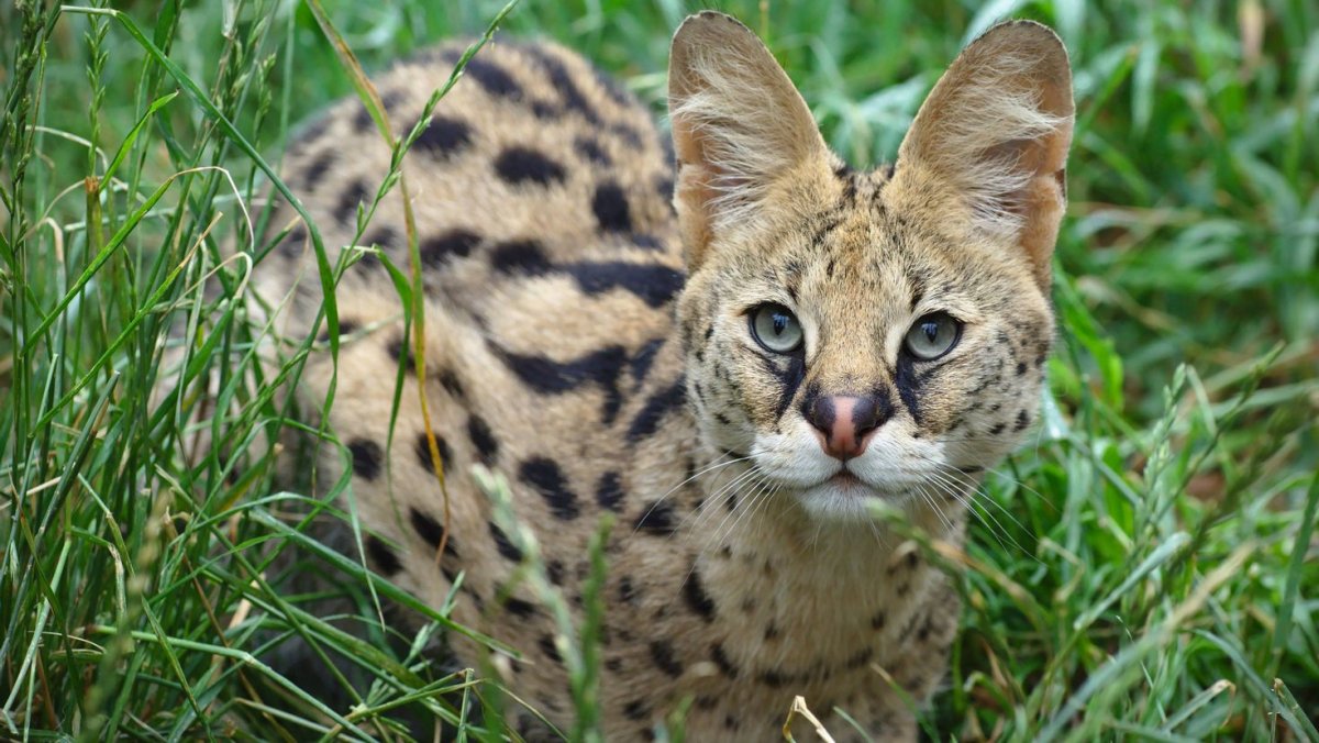 Дикая кошка сервал