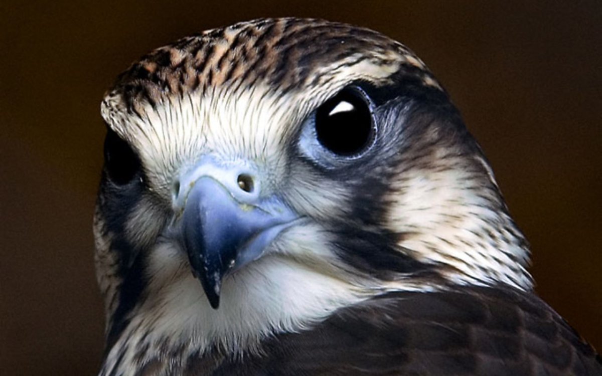 Голова птицы Сапсан анфас