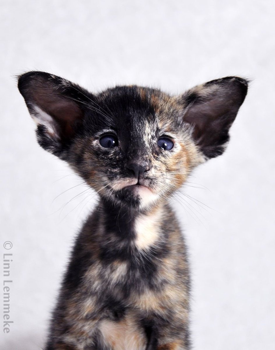 Ориентальная кошка черепаховая