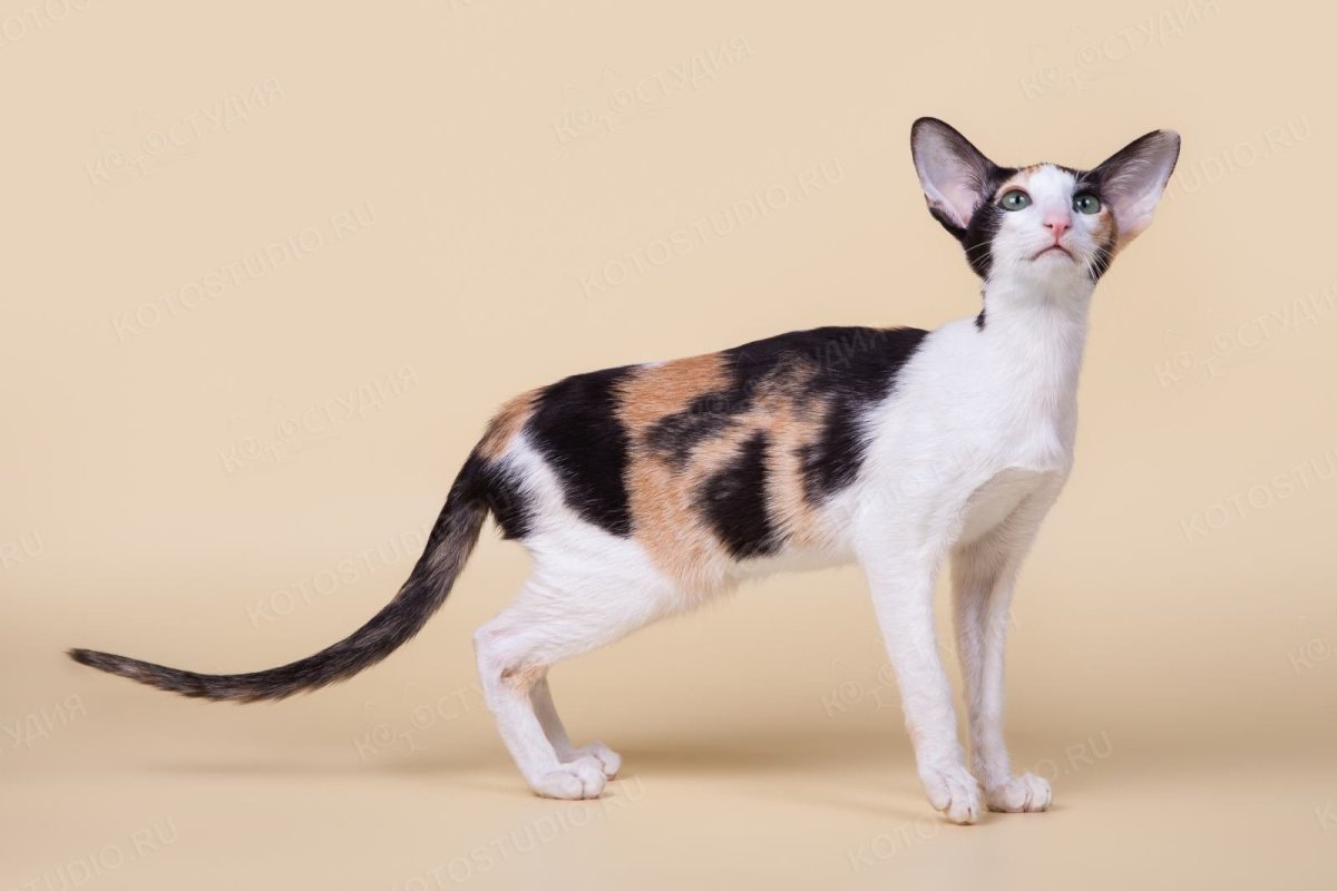 Ориентальный кот Калико