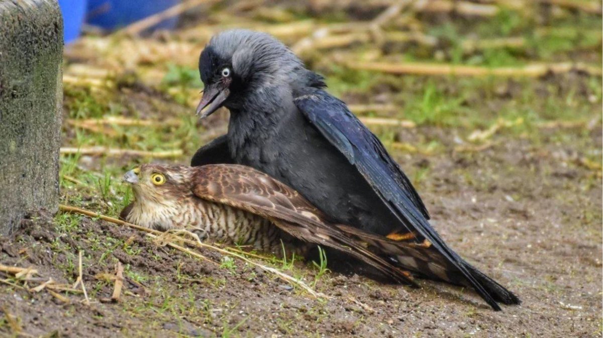 Большие городские птицы