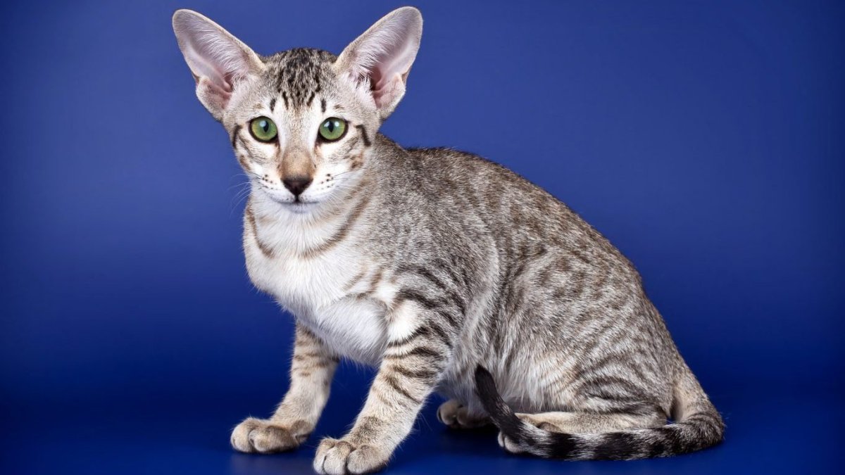 Ориентальный кот табби