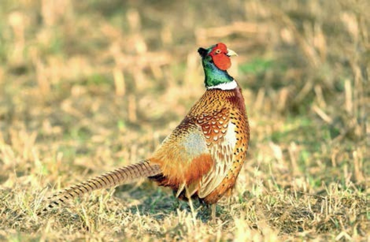 Фазан в Воронежской области