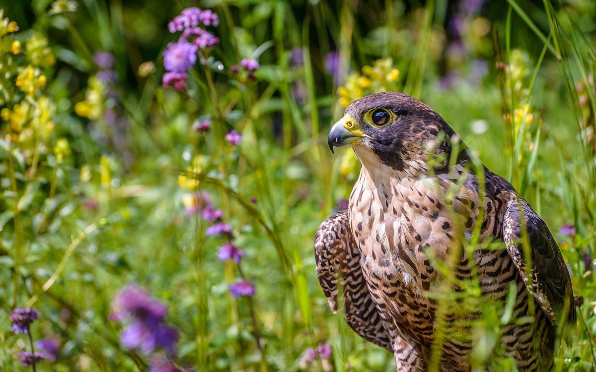 Сокол Сапсан птица