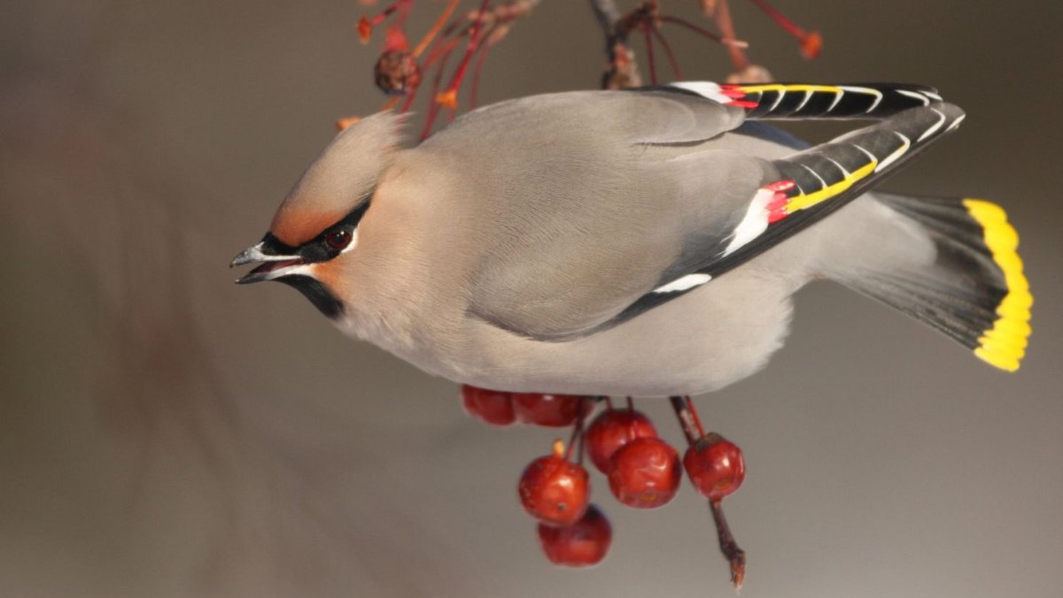 Дрозд свиристель Крымский