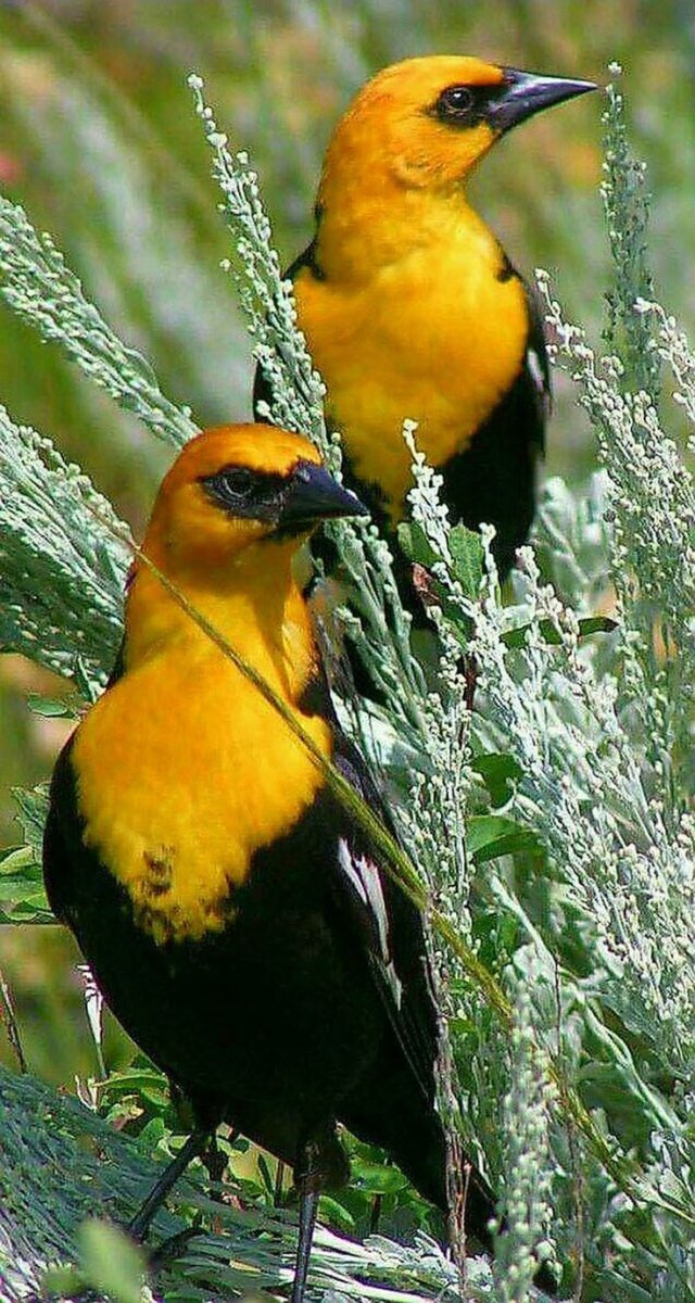 Желтоголовый трупиал