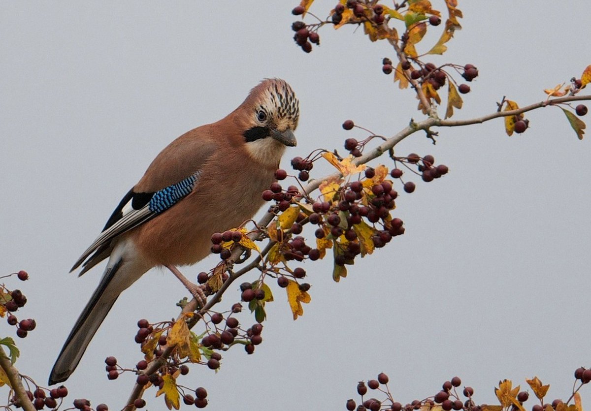 Сойка птица
