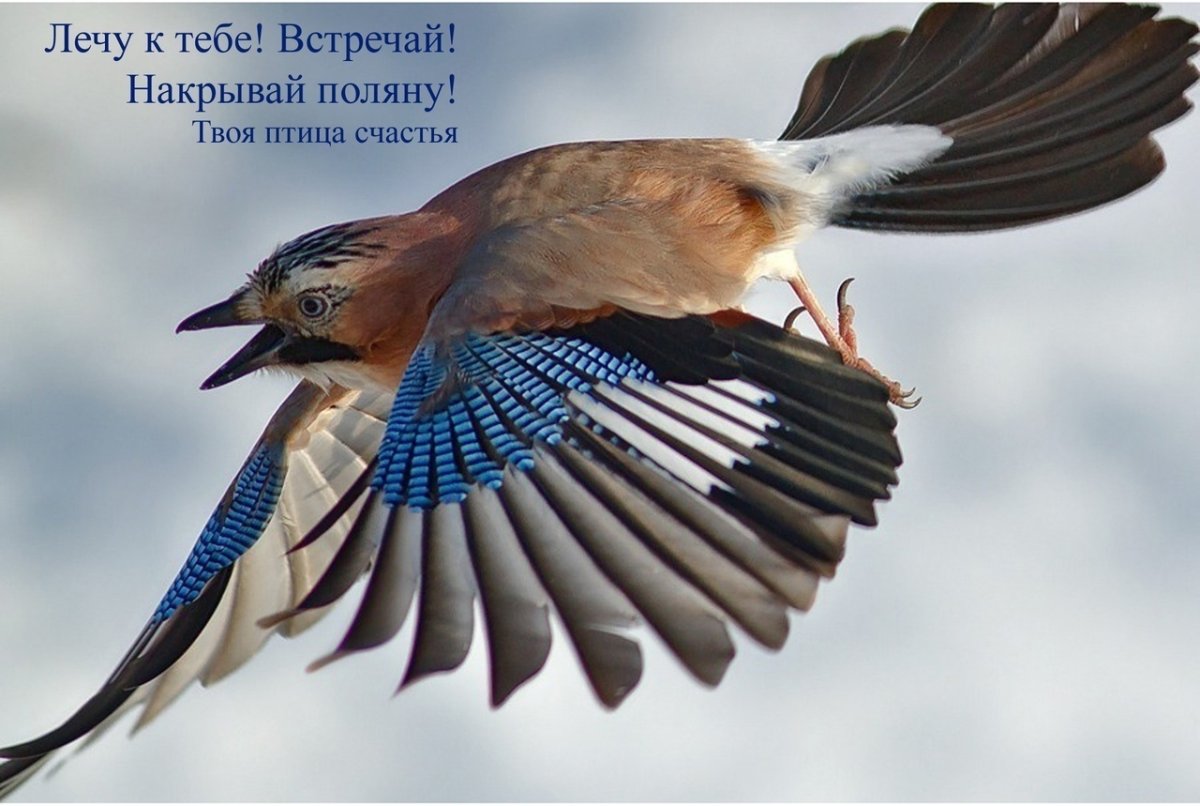 Сойка пересмешница птица