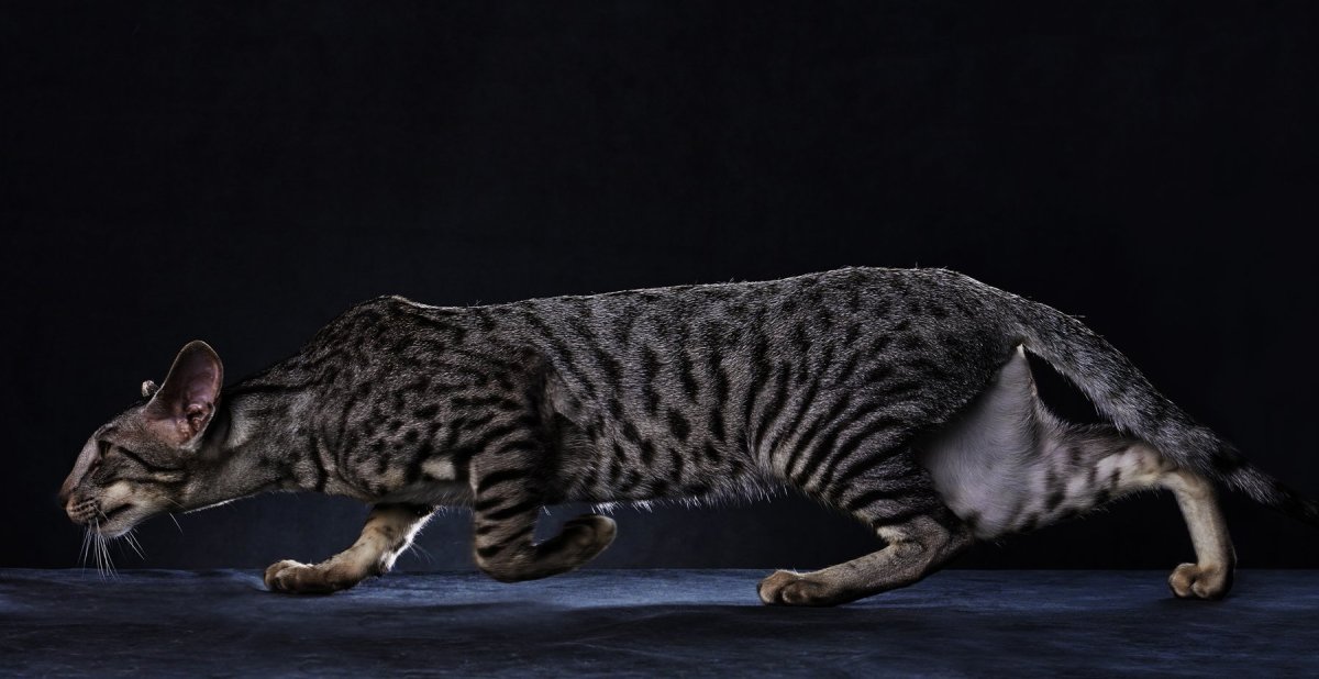 Ориентал бенгал