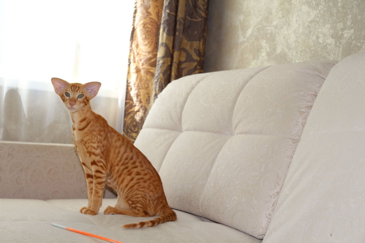 Кот Ориентал рыжий