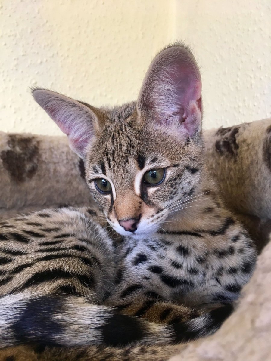 Ориентал леопардовый окрас