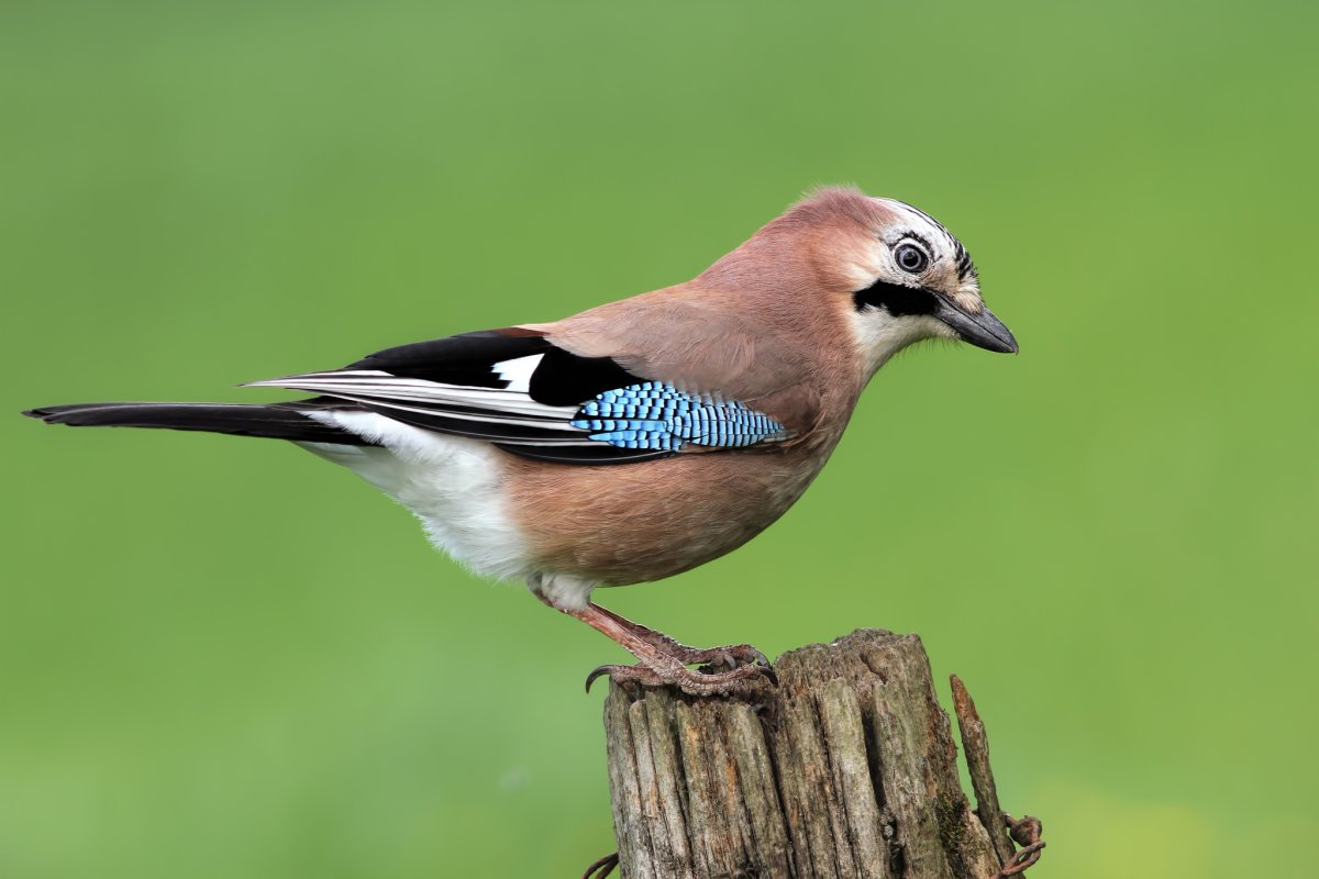 Сойка птица