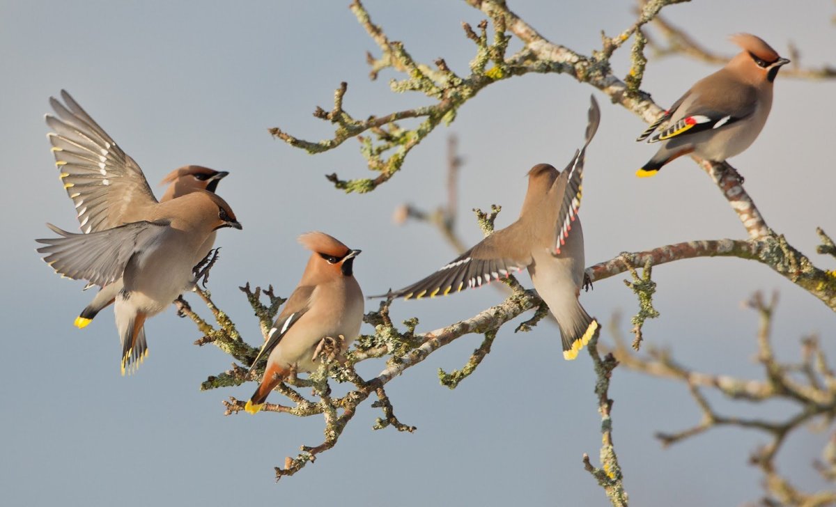Свиристель Перелетная птица