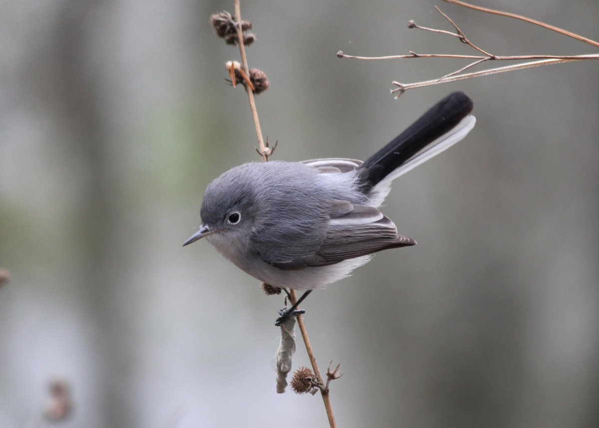 Blue-Gray Gnatcatcher