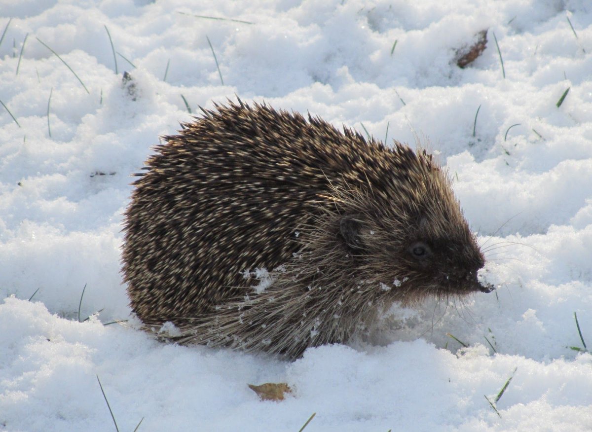 Еж зимой в лесу