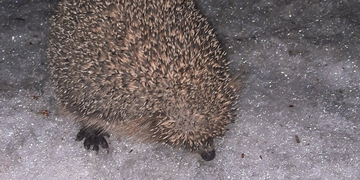 Ежи на природных территориях Москвы