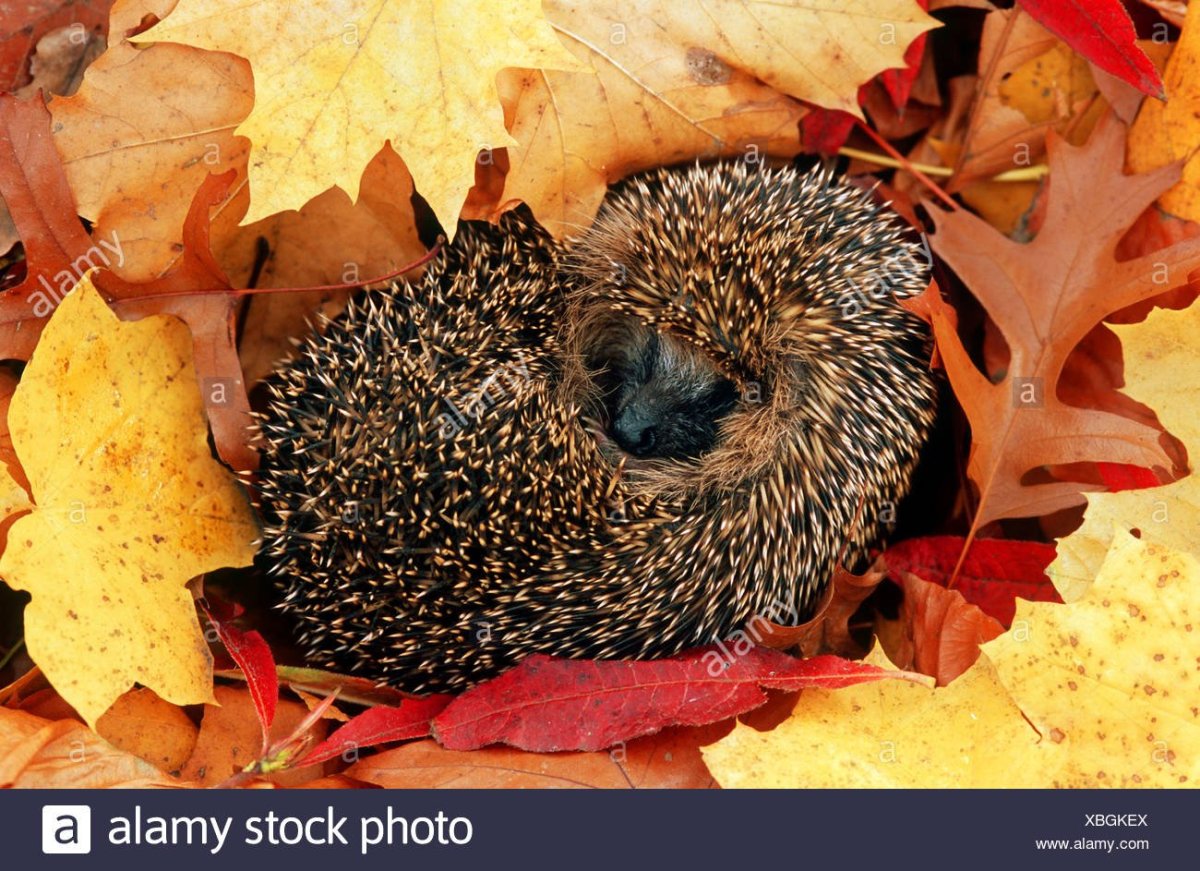 Ежик спит в листьях