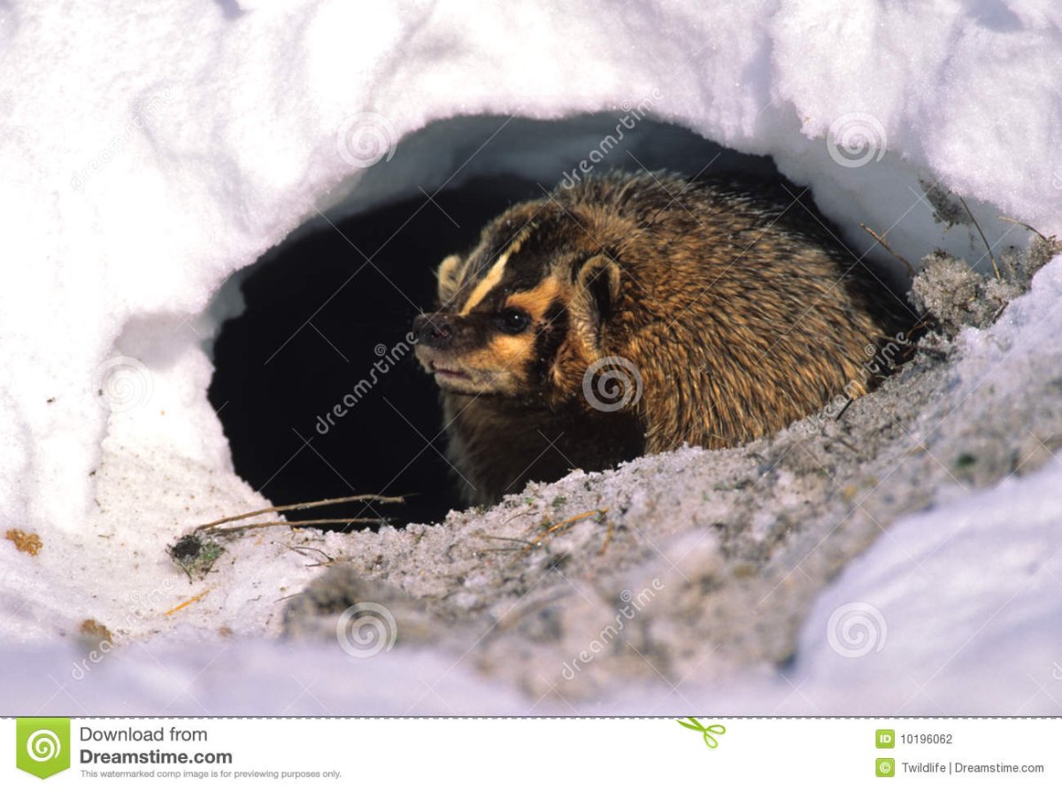 Норы животных в лесу