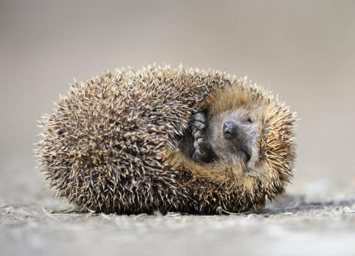 Спящий Ежик