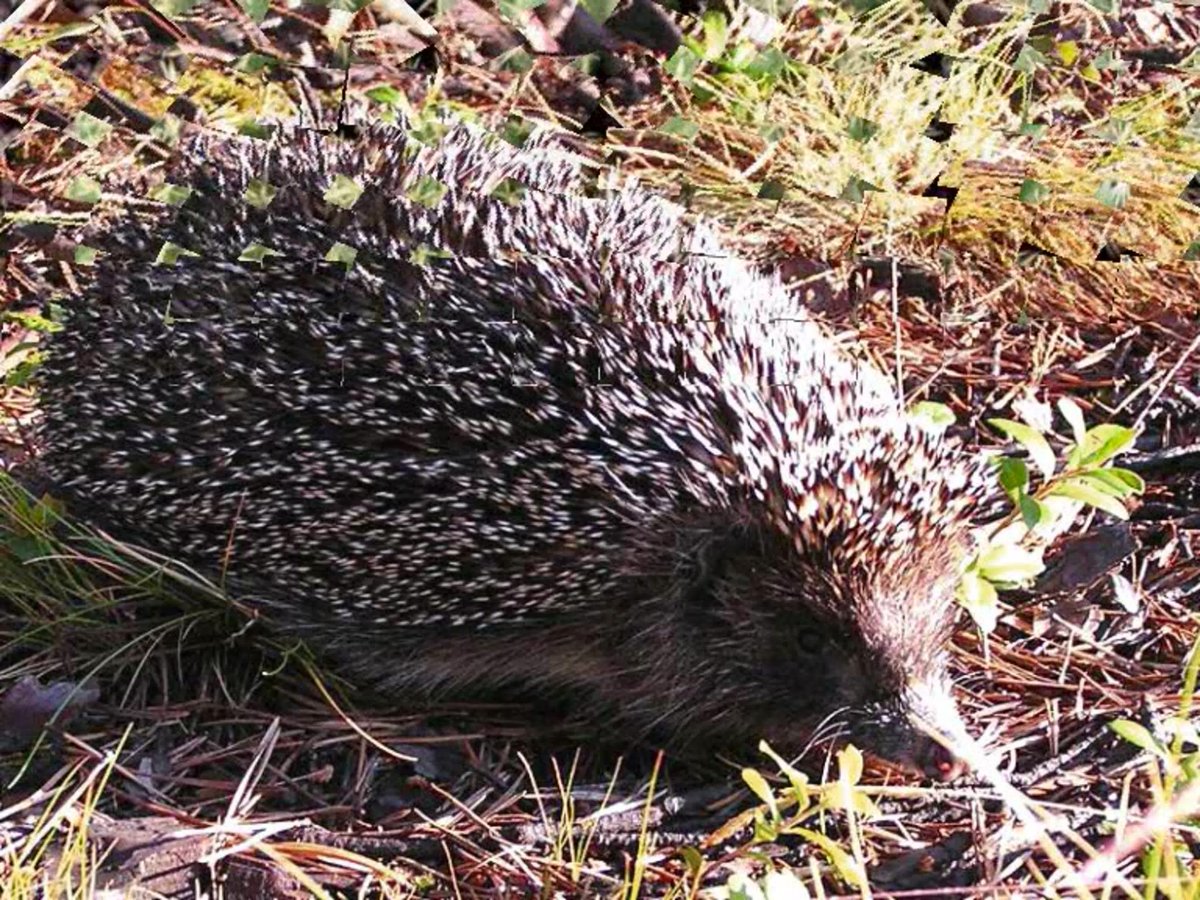 Обыкновенный ёж