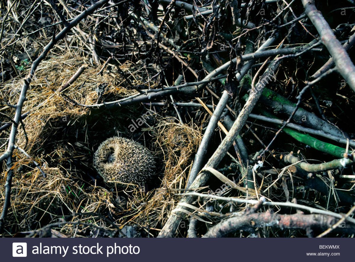 Нора ежа зимой