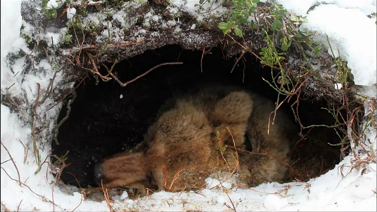 Бурый медведь зимой в берлоге
