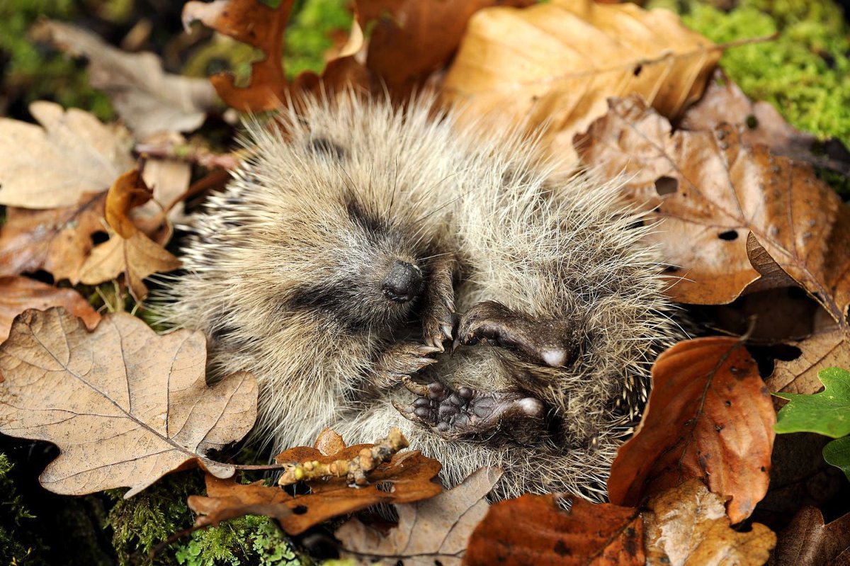 Осенний Ёжик