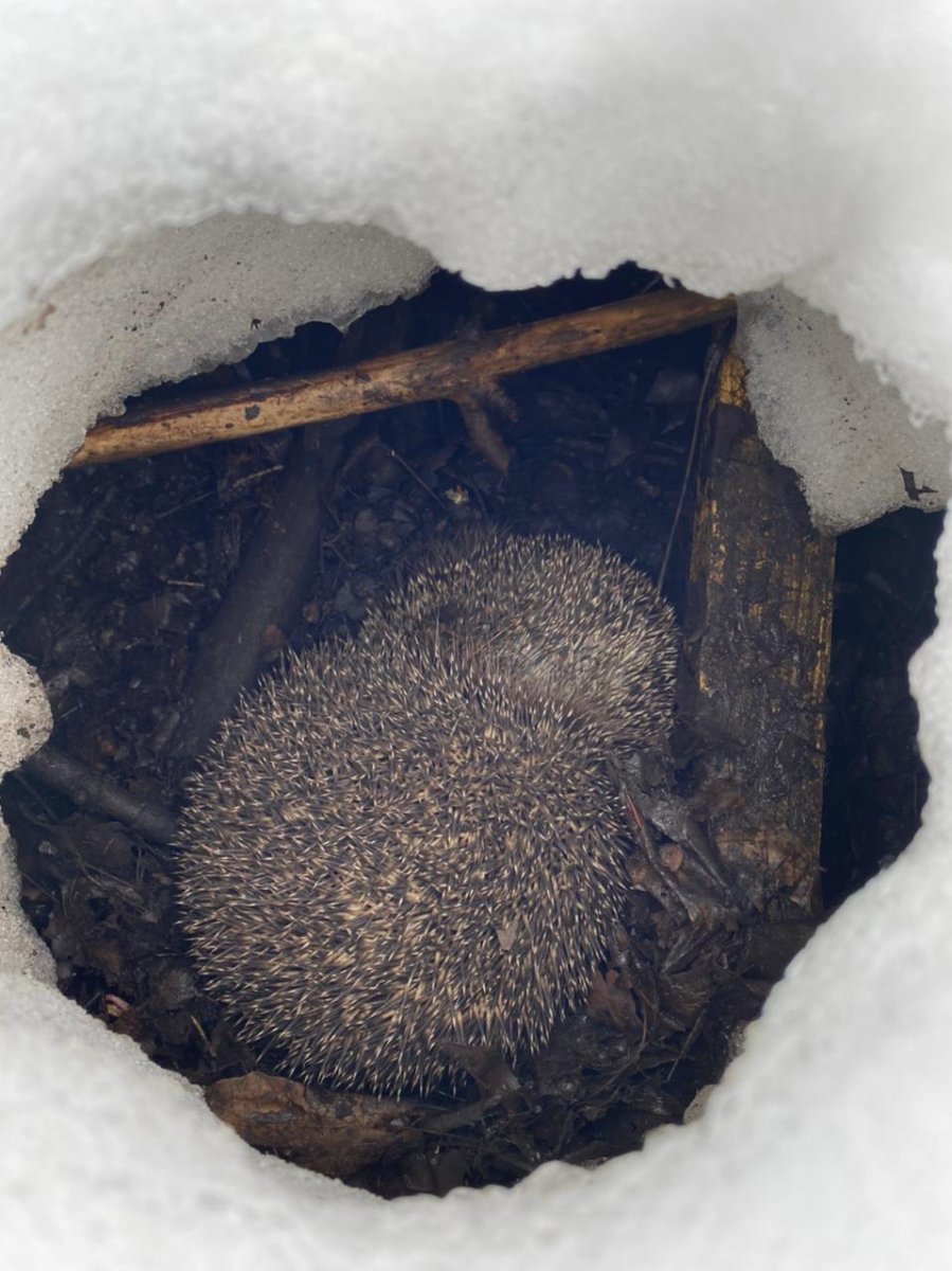 Еж в спячке зимой