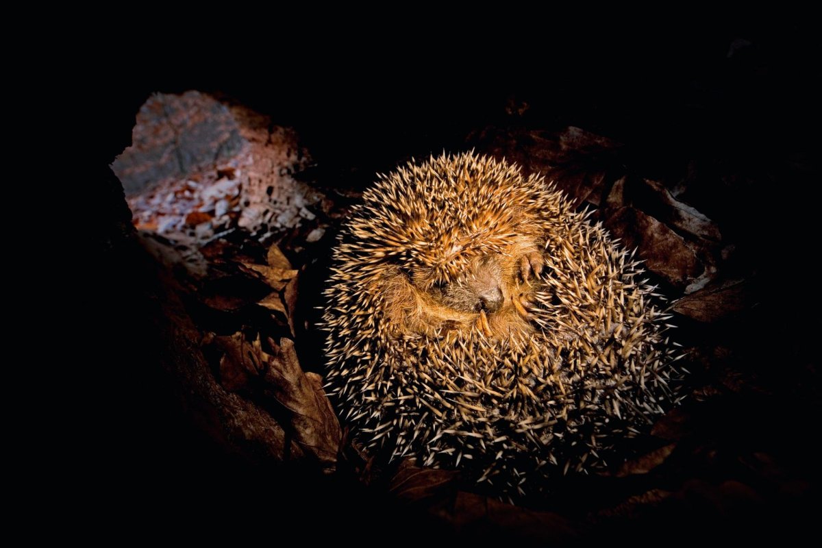 Еж обыкновенный спячка