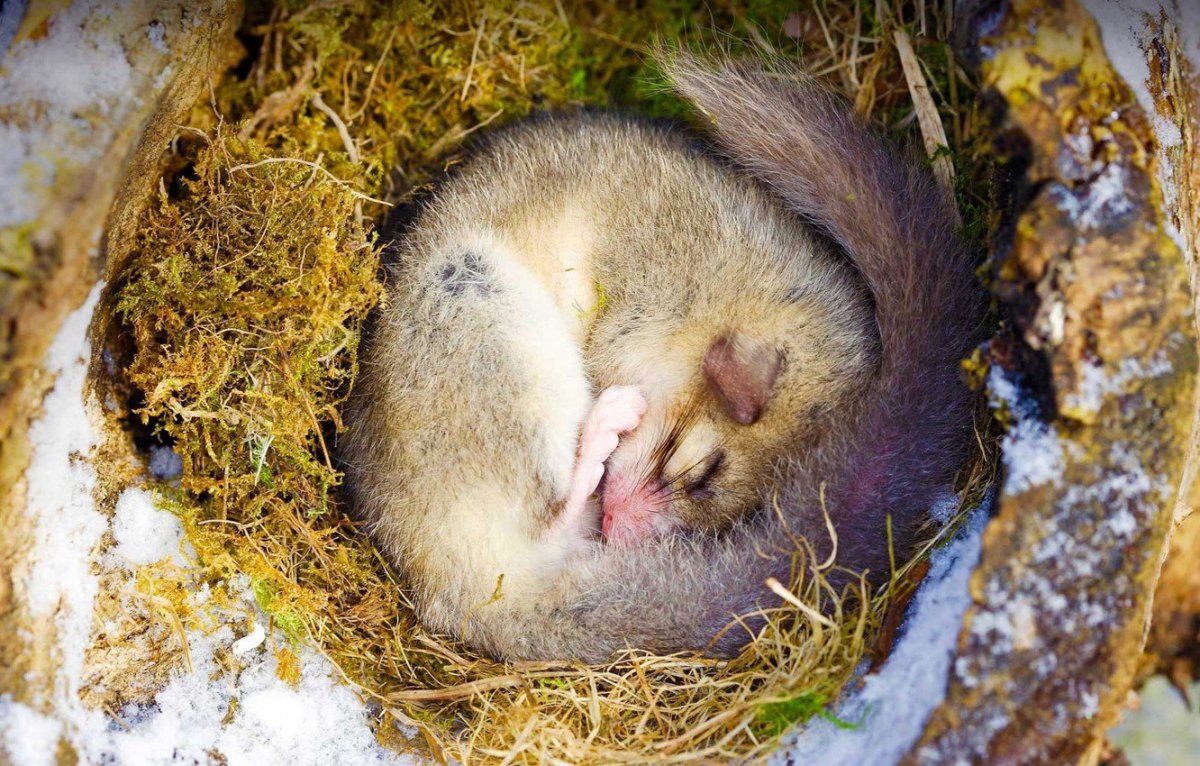 Белка Соня полчок