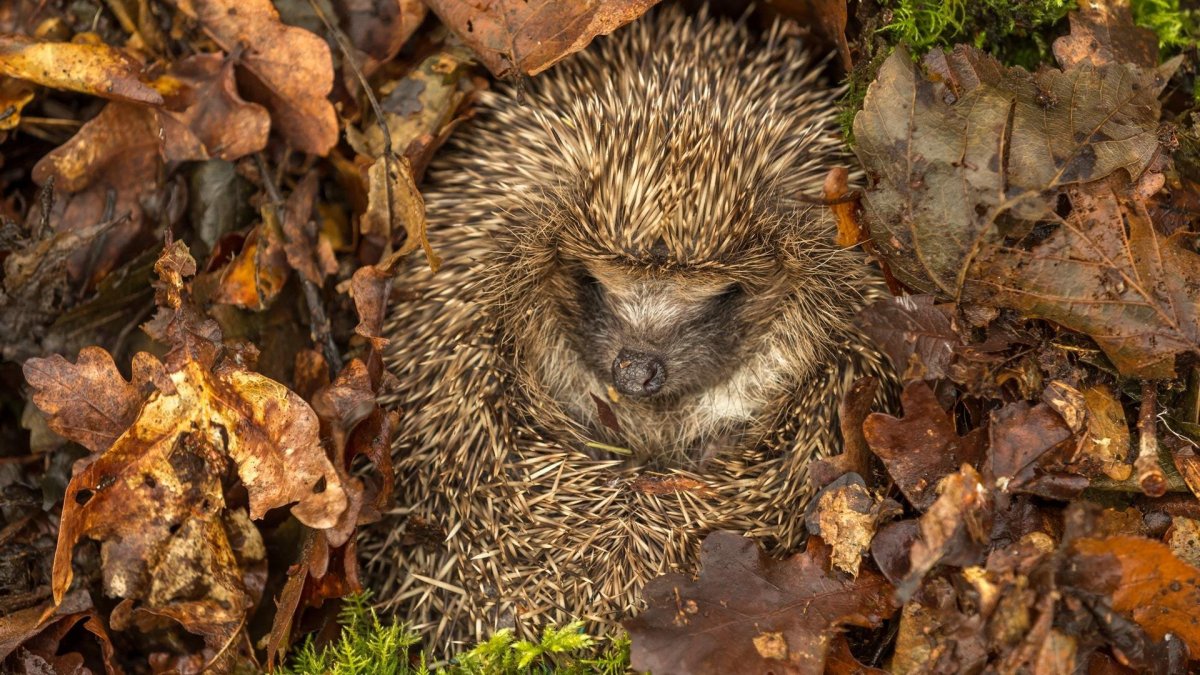Еж готовится к спячке