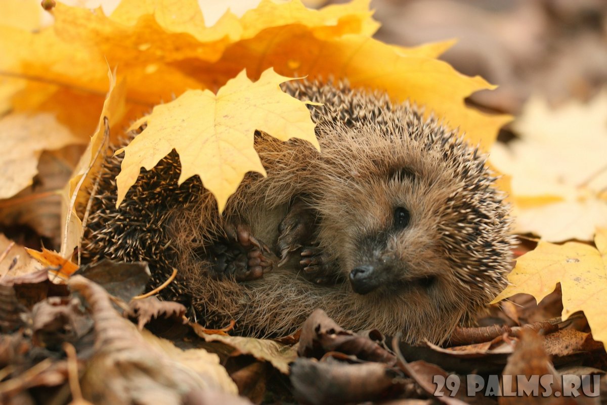 Ежик несет листочки