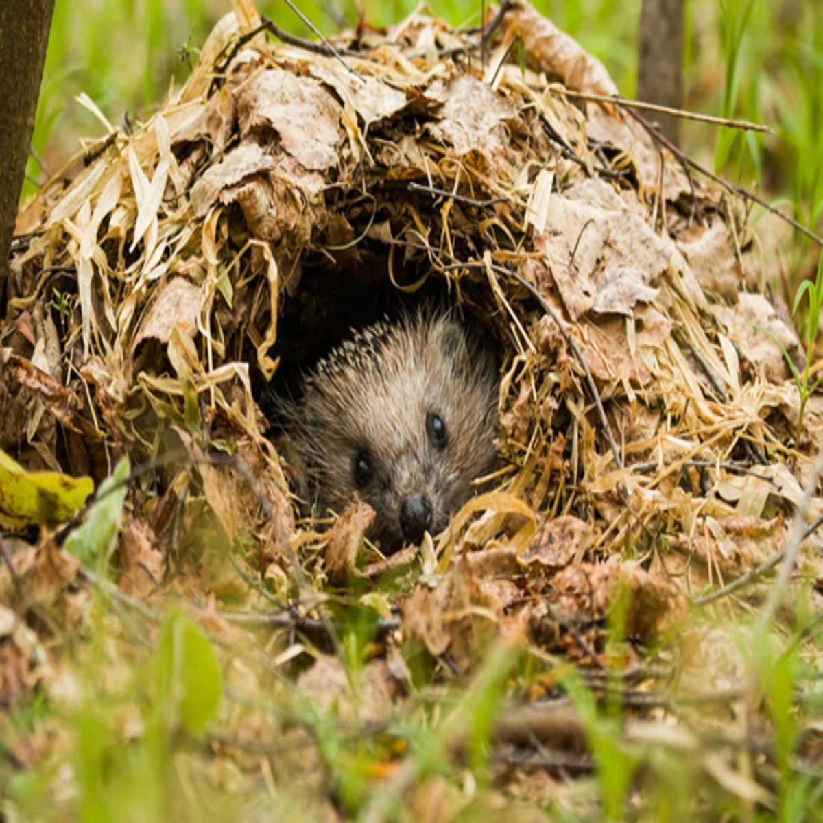 Ушастый еж в спячке