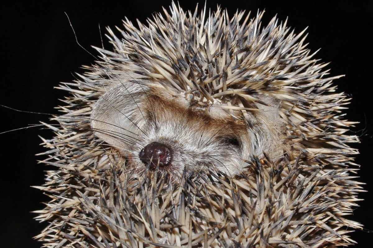 Индокитайский еж