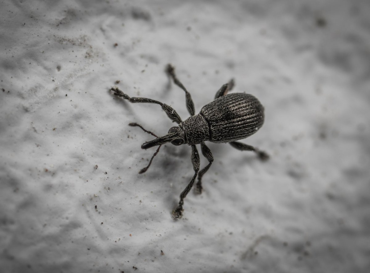 Черный Жук с длинными усами и 6 лапами