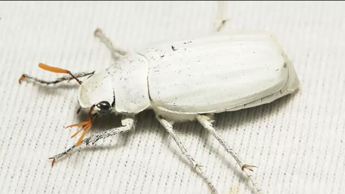 Черный Жук в белую крапинку