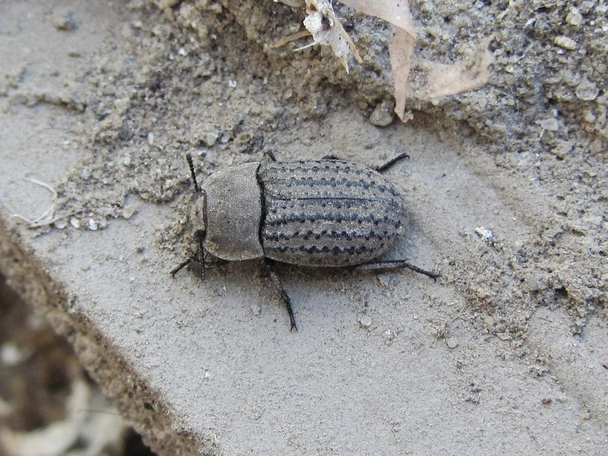 Песчаный медляк-Opatrum sabulosum